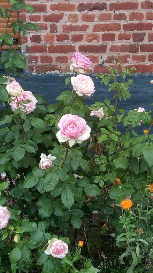 Chambre Coin Nature Fromelles エクステリア 写真